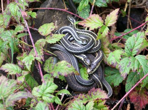 How To Get Rid Of Garter Snakes In Garden - Garden Likes