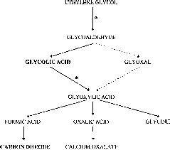 Pathways For Metabolism Of Ethylene Glycol Major Metabolites Are