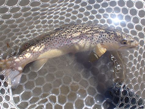 Dave Weller S Fly Fishing Blog Fly Fishing Adventures In Colorado And