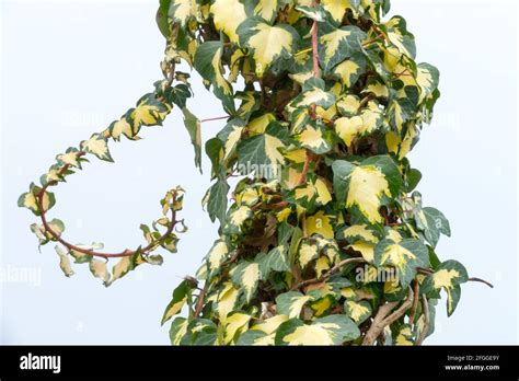 Ivy Hedera Helix Oro Di Bogliasco Climbing Plant Beautiful Leaves