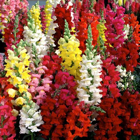 Antirrhinum Mix – Suttind Seeds
