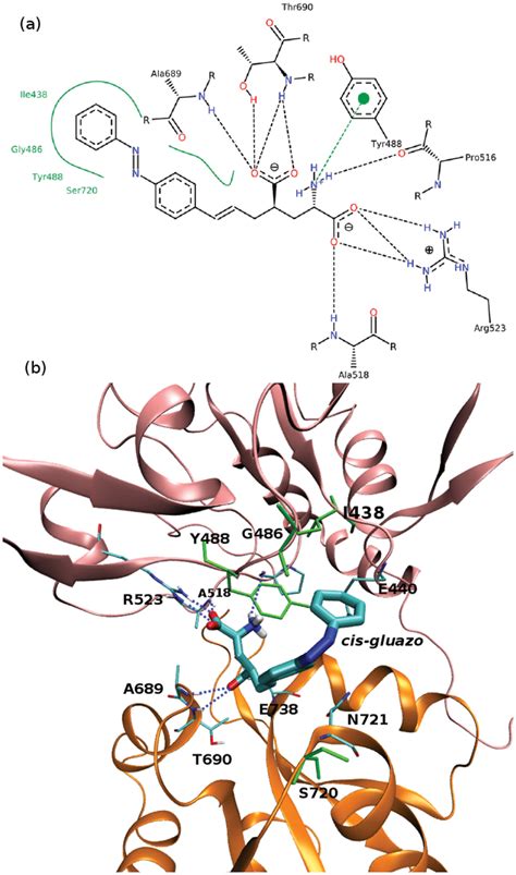 Ligandprotein Interactions In The Gluk Cis Complex A D Diagram Of