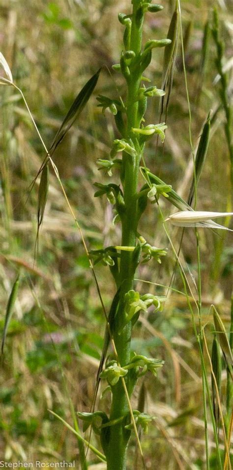 Piperia Michaelii Calflora