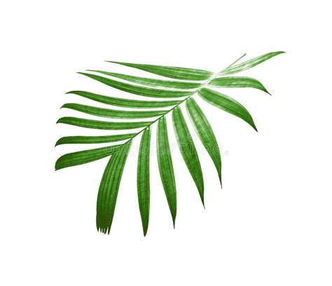 Nature Green Palm Leaf Pattern Stock Photo Image Of Leaf Frond