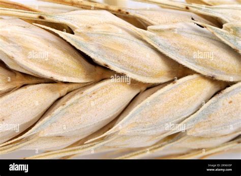 Durum Triticum Durum Wheat Wheat Grains Stock Photo Alamy