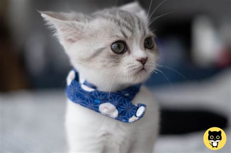 About Feed Stray Cats Feed Stray Cats