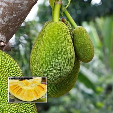 Jackfruit Tree Seedling