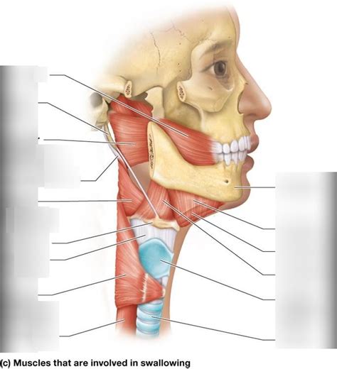 Muscles Of The Neck That Help With Swallowing Lateral View Diagram