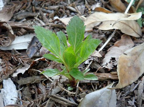 Eupatorium japonicum Thunberg ex Murray