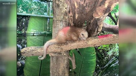 National Zoo Welcomes New Baby Porcupine Get Uplifted Youtube