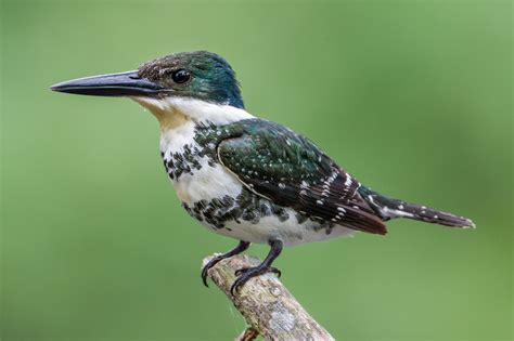 Green Kingfishers And The Waiting Game Sean Fitzgerald Photography