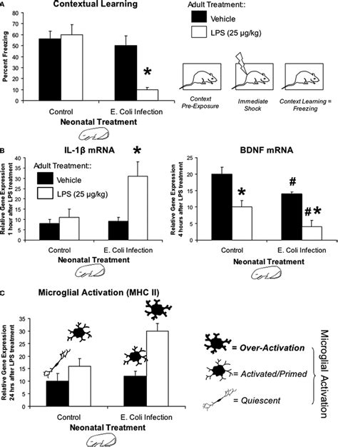 Early Life Infection Alters Memory Cytokine Expression And Microglial