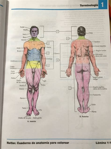 Netter Cuaderno de anatomía para colorear Terminología Lámina 1 1