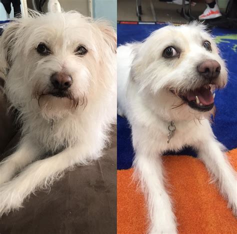 Before and after her first haircut. I think she likes it! : r/aww