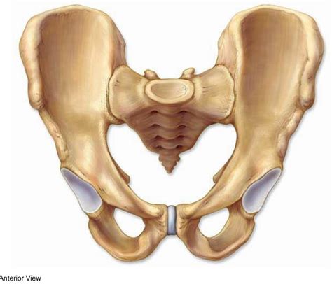 Anterior Os Coxae Hip Bone Diagram Quizlet