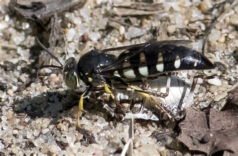 Maryland Biodiversity Project Four Banded Stink Bug Wasp Bicyrtes Quadrifasciatus