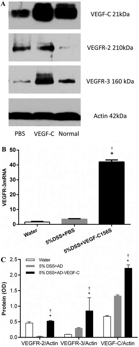 A Western Blot Of Vegf C Vegfr 2 And Vegfr 3 In The Different Download Scientific Diagram