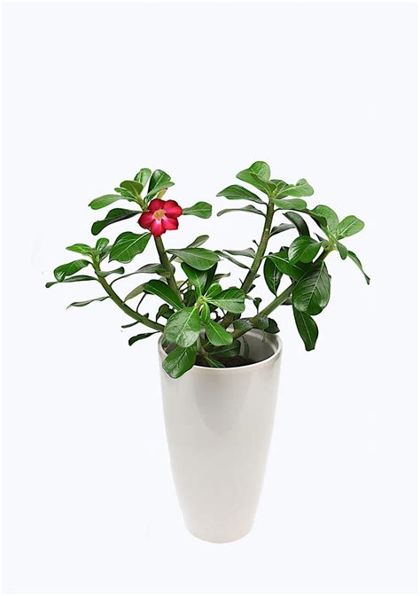 Adenium Mini Baobab R A Pustyni Drzewko Anouk P Dixie Store