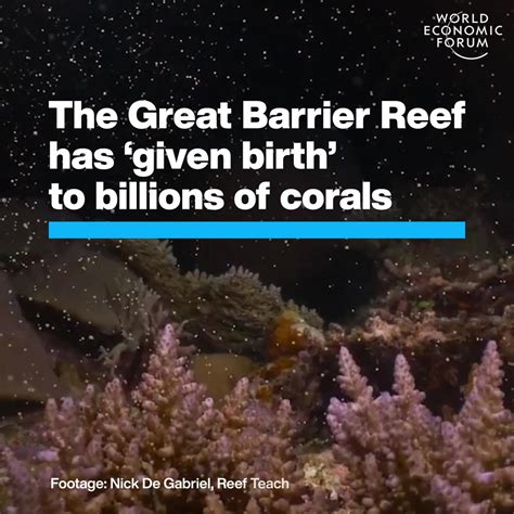 The Great Barrier Reef Is Now Showing Signs Of Recovery World