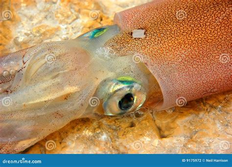 The eye of a squid stock photo. Image of color, life, caught - 9175972