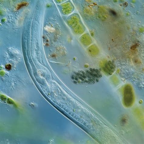 Isme International Society For Microbial Ecology