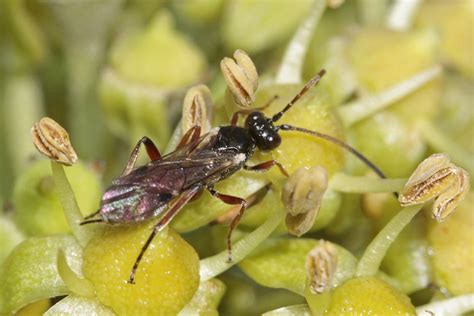 R F Insecta Hymenoptera Ichneumonidae Phygadeuontinae