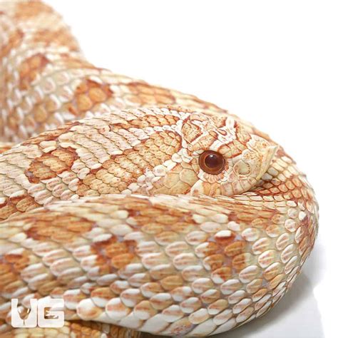 Adult Male Albino Anaconda Western Hognose Snake Underground Reptiles