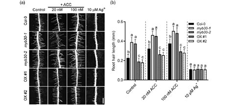 Myb30 Mediated Root Hair Rh Growth Requires Ethylene Signaling A