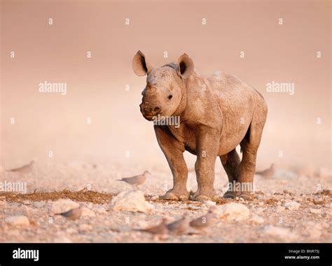 Rhino Calf Birds Hi Res Stock Photography And Images Alamy