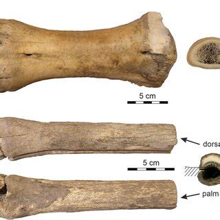 Analyzed bones. (A) The metacarpus of Bison sp.; (B) the metacarpus of ...