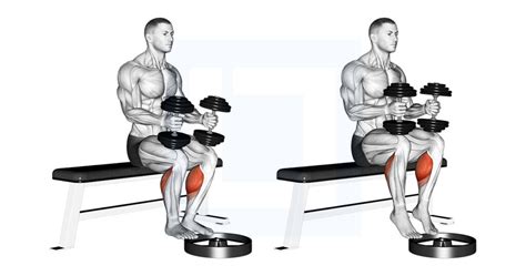 Dumbbell Seated Calf Raise - Guide, Benefits, and Form