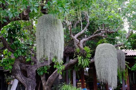 How To Care For Spanish Moss Aka Tillandsia Usneoides