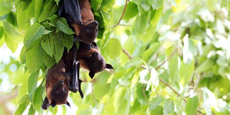 Biodiversidad y salud humana Ecologistas en Acción