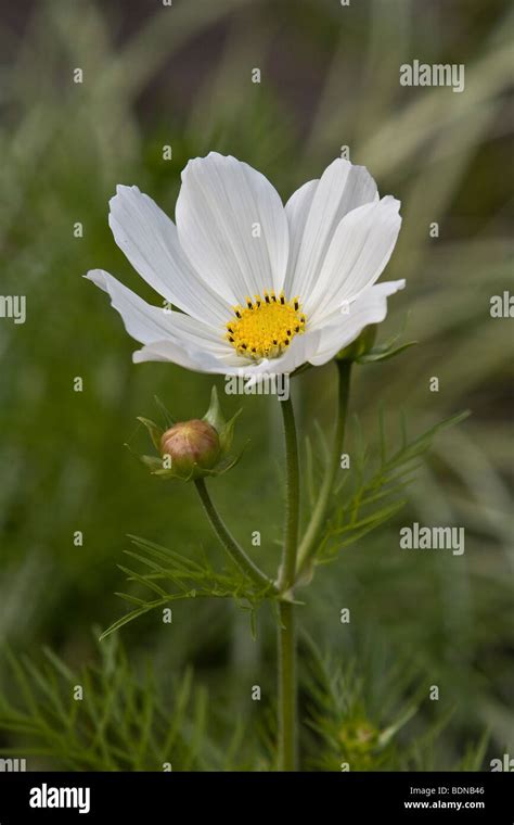 Garden Cosmos Or Mexican Aster Cosmos Bipinnatus White Flower Stock