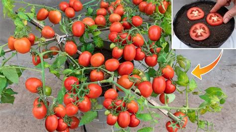 C Mo Cultivar Tomates En Casa En Sencillos Pasos Trucos Para Tu Hogar