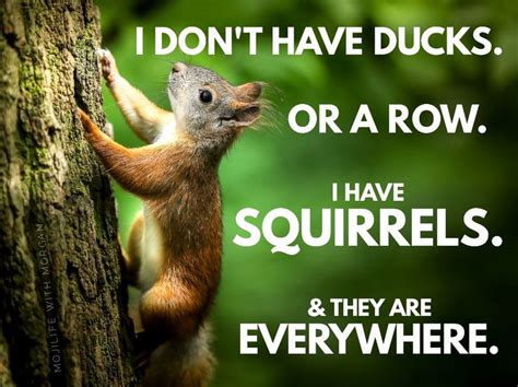 I Dont Have Ducks Or A Row I Have Squirrels And They Are Everywhere