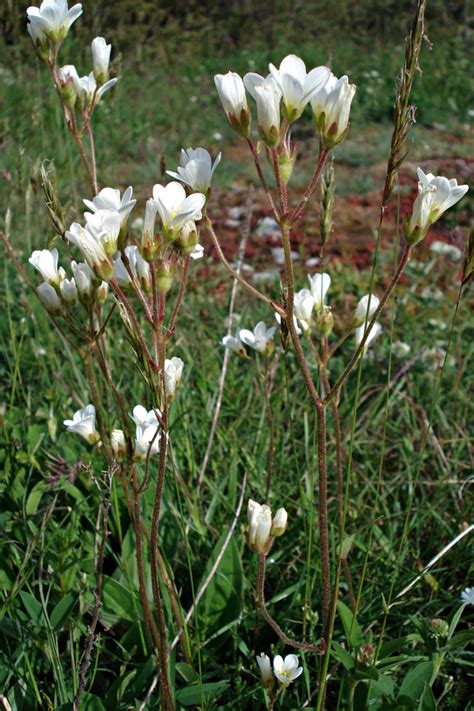 Saxifraga granulata - Burgenland Flora