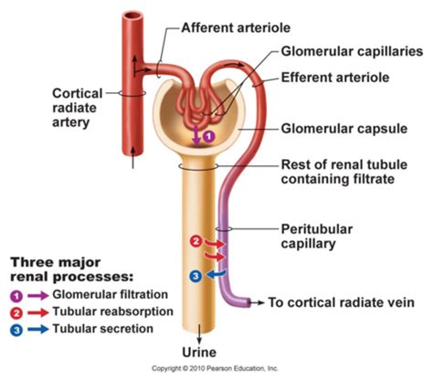 Renal Physiology Exam Flashcards Quizlet