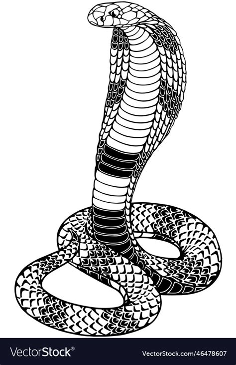 Stylized Highly Detailed Snake Cobra Royalty Free Vector