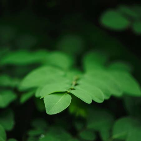 Semillas De Moringa Oleifera