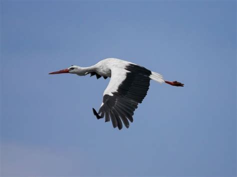 One stork flying in the sky | Smithsonian Photo Contest | Smithsonian ...