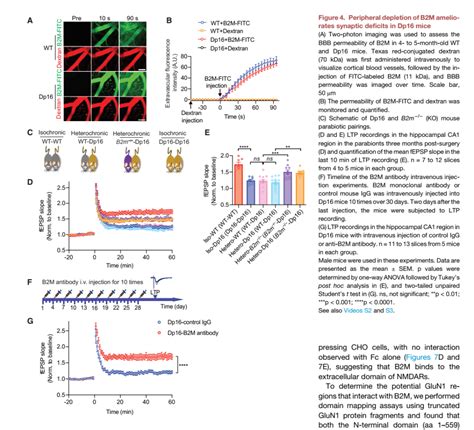 Cell：厦门大学王鑫团队发现血液中的β2 微球蛋白可显著损害认知能力 Medscicn