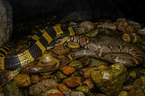 Asiatic Water Snake In April 2021 By Artur Tomaszek INaturalist