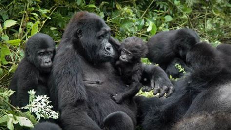 GORILLA FAMILIES IN BWINDI NATIONAL PARK - Gorilla trekking