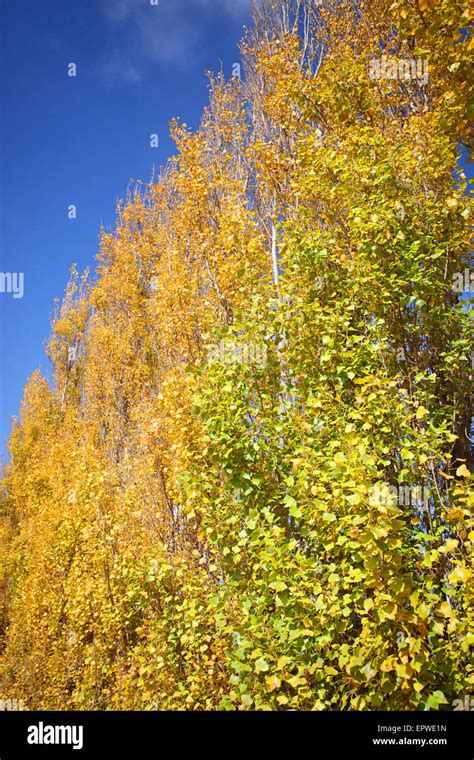 Poplar Trees In Autumn Hi Res Stock Photography And Images Alamy