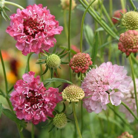 Scabiosa Salmon Queen R Zsasz N Rd Gszem Florapont