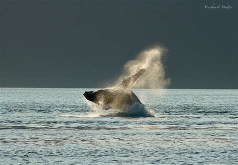 WILDLIFE — Travel Wrangell