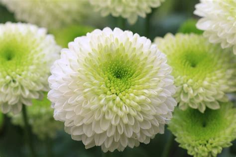 Chrysanthemum Flower Meaning - Flower Meaning