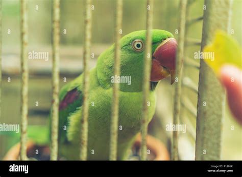 green Parrot in the cage Stock Photo - Alamy