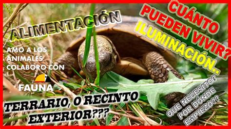 Ep Tortugas De Tierra Cuidados Y Aspectos B Sicos Que Necesito